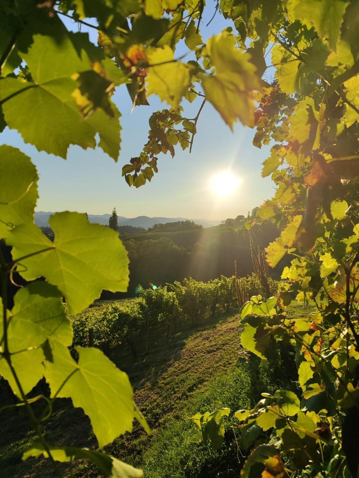 לינה וארוחת בוקר ליוצכאך Weingut Fellner מראה חיצוני תמונה